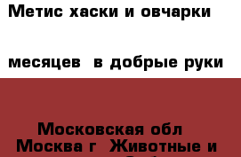 Метис хаски и овчарки (10 месяцев) в добрые руки. - Московская обл., Москва г. Животные и растения » Собаки   